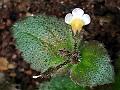 Spreading Bog-Herb